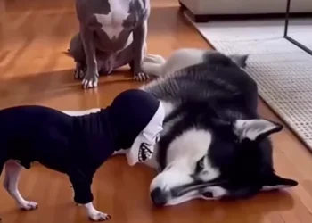 Funny dog prank video showing a small dog in a spooky mask scaring larger dogs with hilarious reactions