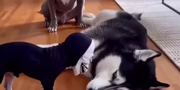 Funny dog prank video showing a small dog in a spooky mask scaring larger dogs with hilarious reactions