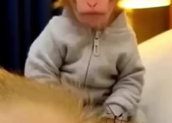 Funny monkey prank video showing a small monkey pranking a sleeping monkey with a trumpet