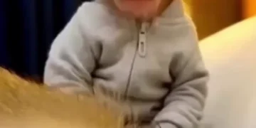 Funny monkey prank video showing a small monkey pranking a sleeping monkey with a trumpet