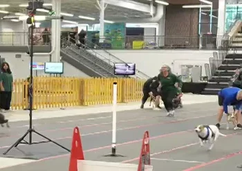 Flyball dog competition video showing a dog flying over hurdles in mid-air