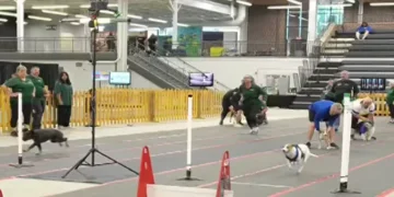 Flyball dog competition video showing a dog flying over hurdles in mid-air