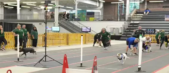 Flyball dog competition video showing a dog flying over hurdles in mid-air