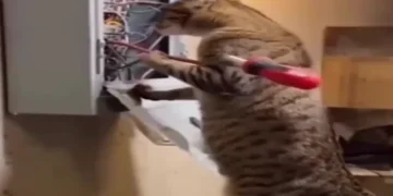 Funny electric cat video showing a shocked cat with static fur and glowing electricity