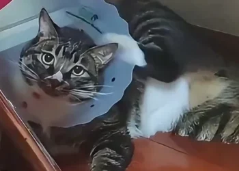 funny fail moments compilation showing cats kids and people caught in unexpected hilarious mishaps