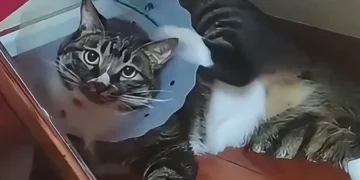 funny fail moments compilation showing cats kids and people caught in unexpected hilarious mishaps