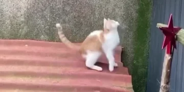 有趣的动物备忘录汇编视频，猫和狗的搞笑失败瞬间