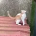 funny animal meme compilation video featuring a cat and dog in a hilarious fail moment