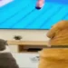 Funny animal prank video featuring cats, dogs, and a monkey acting like humans in hilarious situations