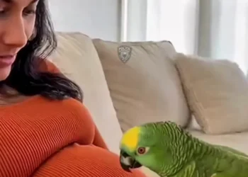 Talking parrot funny video featuring a savage green parrot roasting police officers