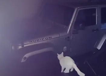 Viral fail clips compilation featuring funny animal mishaps and human accidents in a chaotic, humorous scene