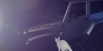 病毒式失败片段汇编，以混乱、幽默的场景中有趣的动物事故和人类事故为特色