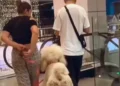 Owners carrying large dogs in public places, showing love and humor