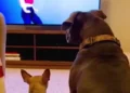 dogs reacting to tv video with chihuahua barking at screen and calm pitbull watching