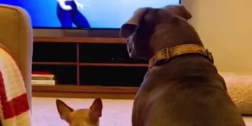 dogs reacting to tv video with chihuahua barking at screen and calm pitbull watching