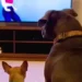 dogs reacting to tv video with chihuahua barking at screen and calm pitbull watching