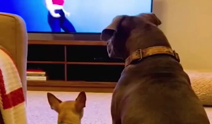 dogs reacting to tv video with chihuahua barking at screen and calm pitbull watching