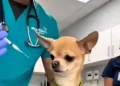 funny chihuahua vet reaction video screaming at the vet before treatment