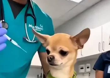 funny chihuahua vet reaction video screaming at the vet before treatment