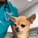 funny chihuahua vet reaction video screaming at the vet before treatment