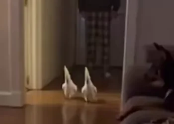 funny cockatoo dog prank video startling sleeping dogs indoors