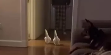 funny cockatoo dog prank video startling sleeping dogs indoors