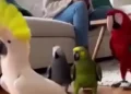 🦜 Dancing Parrots Video That Will Make You Smile Instantly