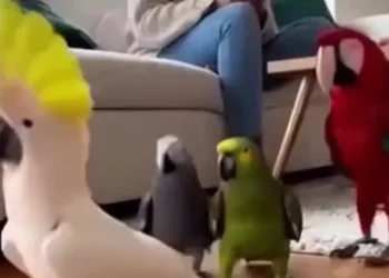 🦜 Dancing Parrots Video That Will Make You Smile Instantly