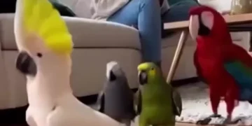 🦜 Dancing Parrots Video That Will Make You Smile Instantly