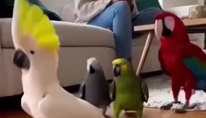 🦜 Dancing Parrots Video That Will Make You Smile Instantly
